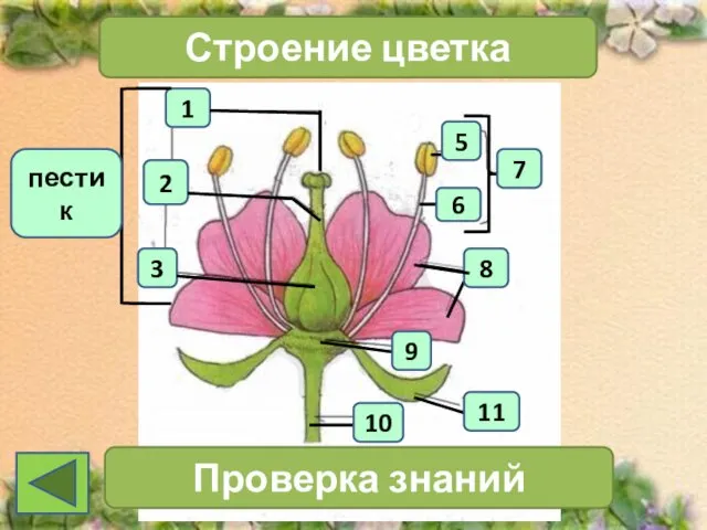 1 2 3 Строение цветка 7 Проверка знаний 11 10 6 5 8 9 пестик