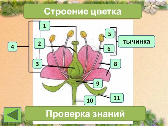 1 4 2 3 Строение цветка тычинка Проверка знаний 11 10 6 5 9 8