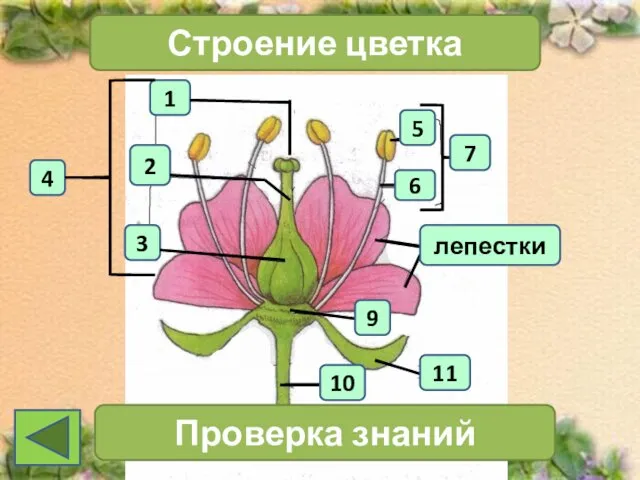 1 4 2 3 Строение цветка 7 Проверка знаний 11 10 6 5 9 лепестки