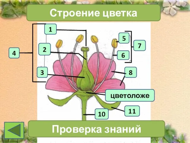 1 4 2 3 Строение цветка 7 Проверка знаний 11 10 6 5 8 цветоложе