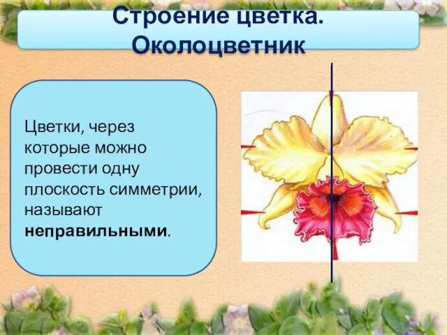 Строение цветка. Околоцветник Цветки, через которые можно провести одну плоскость симметрии, называют неправильными.
