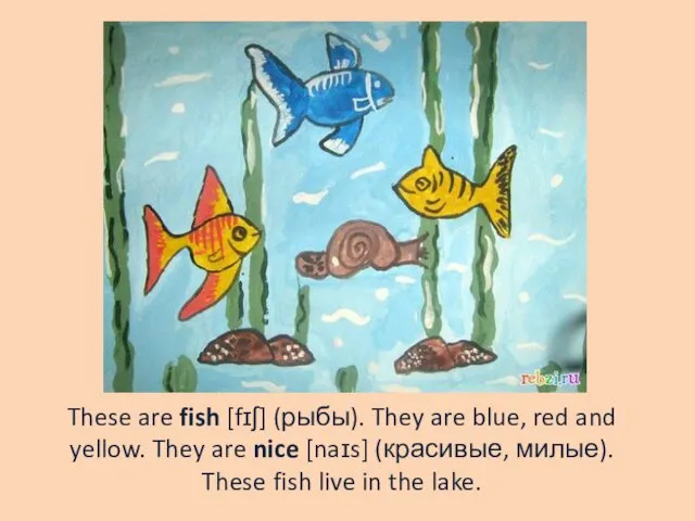 These are fish [fɪʃ] (рыбы). They are blue, red and