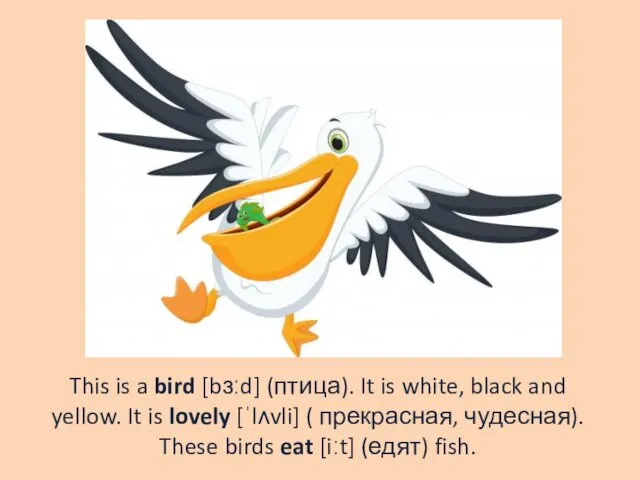 This is a bird [bɜːd] (птица). It is white, black
