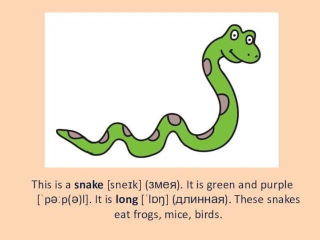 This is a snake [sneɪk] (змея). It is green and