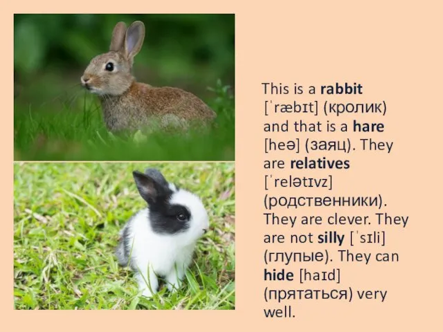 This is a rabbit [ˈræbɪt] (кролик) and that is a
