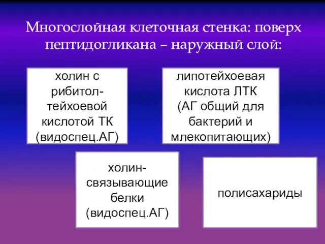 Многослойная клеточная стенка: поверх пептидогликана – наружный слой: холин с