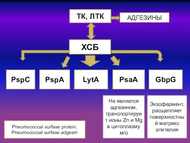 ТК, ЛТК АДГЕЗИНЫ ХСБ PspC PspA LytA PsaA GbpG Pneumococcal