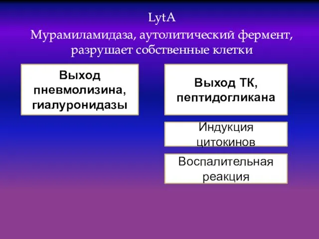 LytA Мурамиламидаза, аутолитический фермент, разрушает собственные клетки Выход пневмолизина, гиалуронидазы