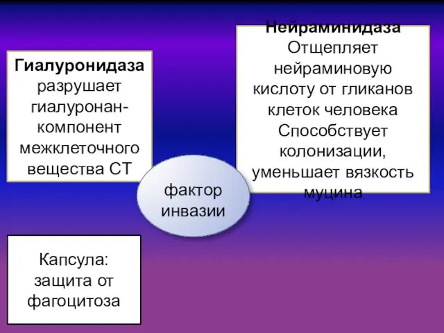 Гиалуронидаза разрушает гиалуронан- компонент межклеточного вещества СТ Нейраминидаза Отщепляет нейраминовую