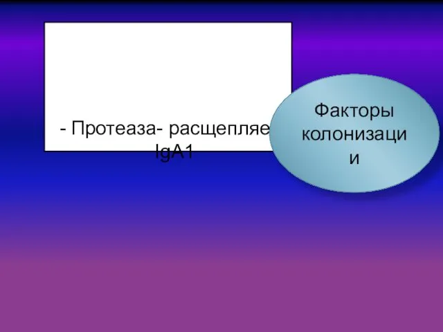 лизоцим/мурамидаза – действует на нормальную микрофлору Протеаза- расщепляет IgA1 Факторы колонизации