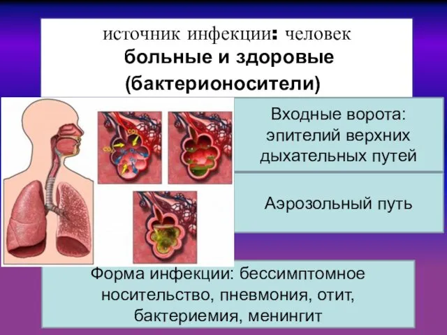 источник инфекции: человек больные и здоровые (бактерионосители)) Входные ворота: эпителий