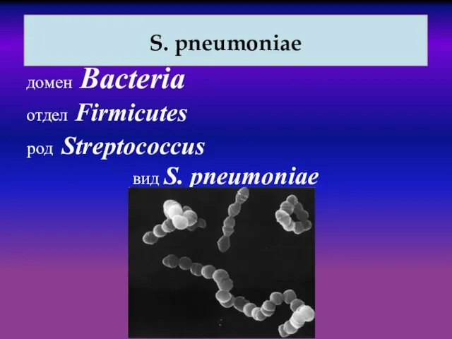 S. рneumoniae домен Bacteria отдел Firmicutes род Streptococcus вид S. pneumoniae