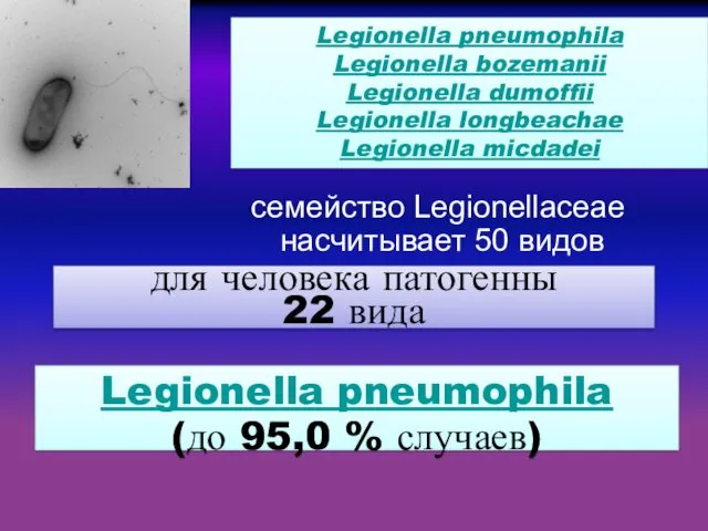 для человека патогенны 22 вида Legionella pneumophila Legionella bozemanii Legionella