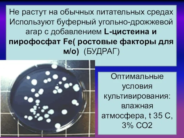 Не растут на обычных питательных средах Используют буферный угольно-дрожжевой агар