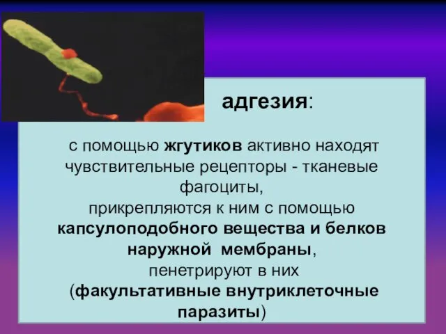 адгезия: с помощью жгутиков активно находят чувствительные рецепторы - тканевые