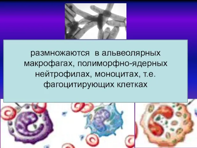 размножаются в альвеолярных макрофагах, полиморфно-ядерных нейтрофилах, моноцитах, т.е. фагоцитирующих клетках