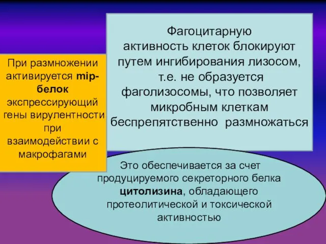 , Фагоцитарную активность клеток блокируют путем ингибирования лизосом, т.е. не