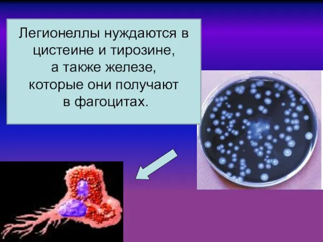 Легионеллы нуждаются в цистеине и тирозине, а также железе, которые они получают в фагоцитах.