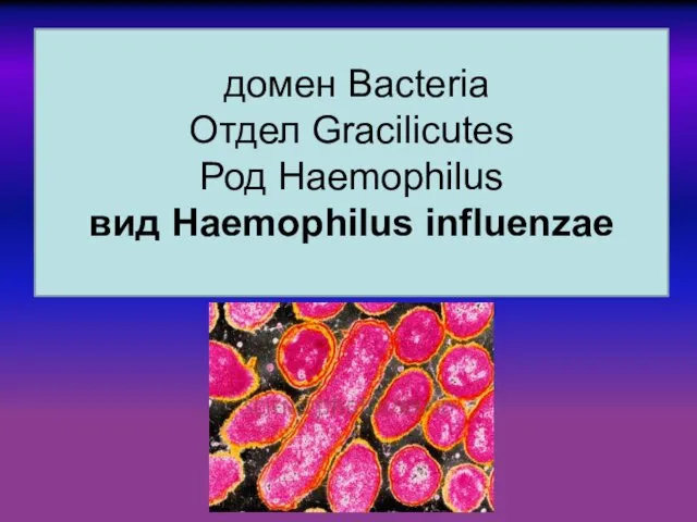 домен Bacteria Отдел Gracilicutes Род Haemophilus вид Haemophilus influenzae