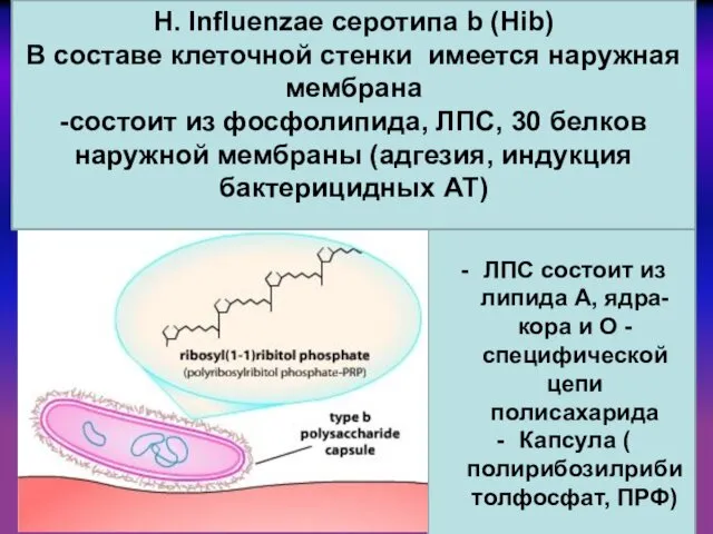 ЛПС состоит из липида А, ядра- кора и О -