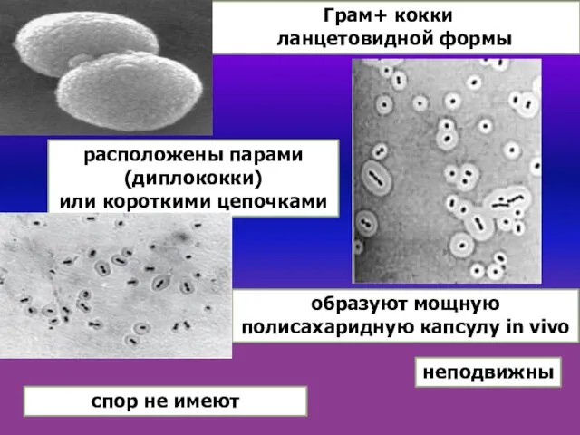 Грам+ кокки, ланцетовидной формы расположены парами (диплококки) или короткими цепочками