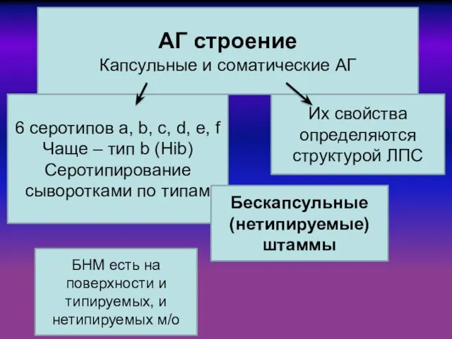 АГ строение Капсульные и соматические АГ 6 серотипов a, b,