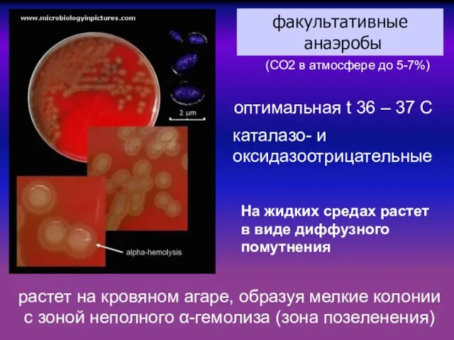 растет на кровяном агаре, образуя мелкие колонии с зоной неполного