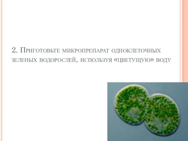 2. Приготовьте микропрепарат одноклеточных зеленых водорослей, используя «цветущую» воду