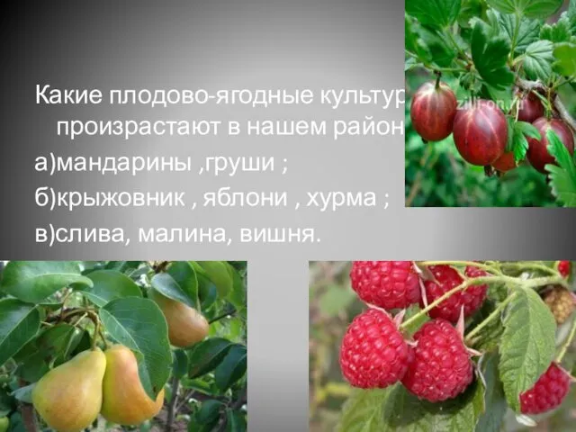 Какие плодово-ягодные культуры произрастают в нашем районе? а)мандарины ,груши ;