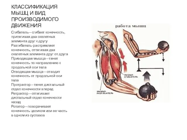 КЛАССИФИКАЦИЯ МЫШЦ И ВИД ПРОИЗВОДИМОГО ДВИЖЕНИЯ Сгибатель—сгибает конечность, притягивая два