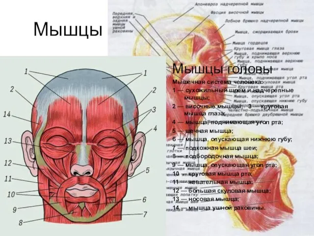 Мышцы человеческого тела Мышцы головы Мышцы головы Мышечная система человека: