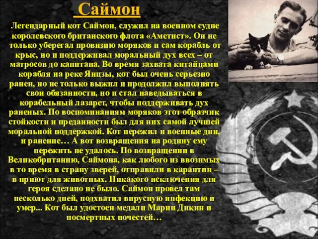 Саймон Легендарный кот Саймон, служил на военном судне королевского британского