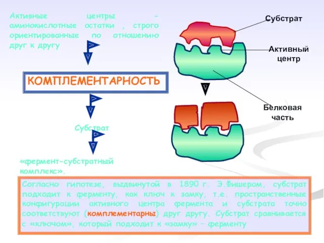Субстрат Активный центр Белковая часть Активные центры - аминокислотные остатки