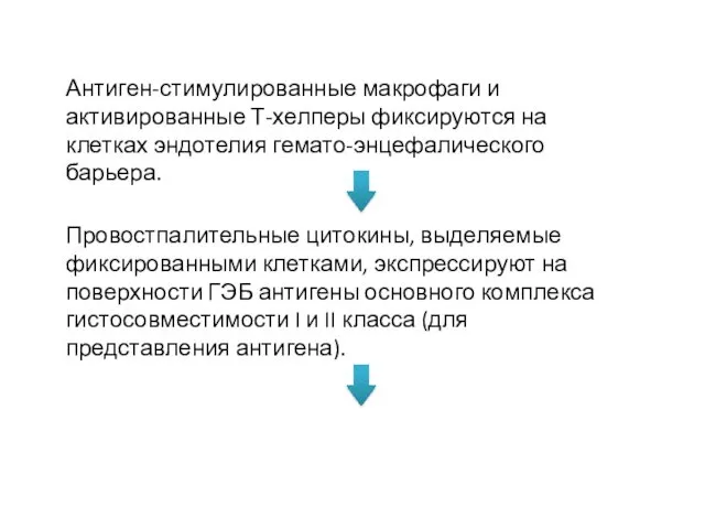 Патогенез Антиген-стимулированные макрофаги и активированные Т-хелперы фиксируются на клетках эндотелия