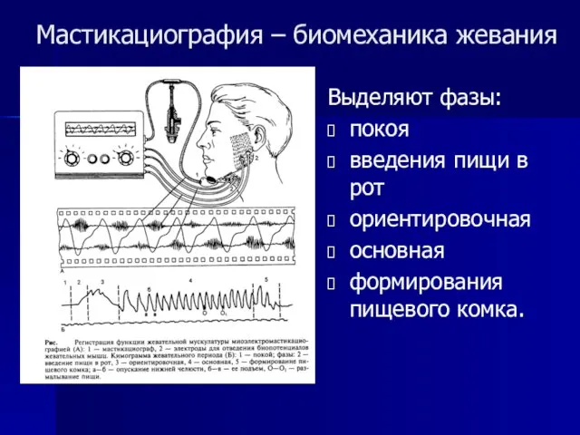 Мастикациография – биомеханика жевания Выделяют фазы: покоя введения пищи в рот ориентировочная основная формирования пищевого комка.