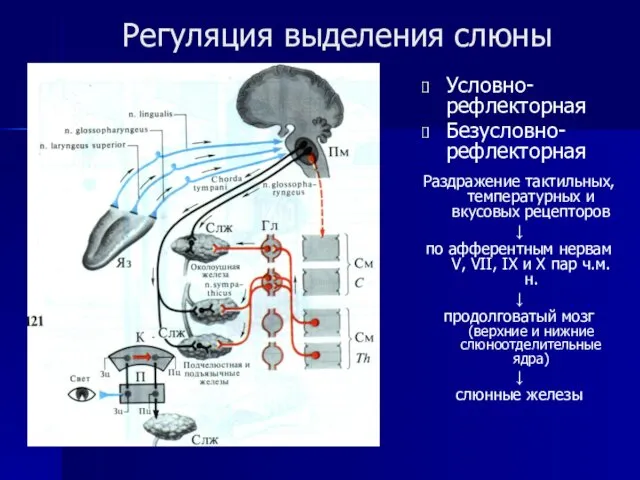 Регуляция выделения слюны Условно-рефлекторная Безусловно-рефлекторная Раздражение тактильных, температурных и вкусовых