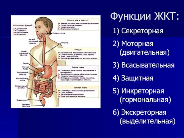 Функции ЖКТ: 1) Секреторная 2) Моторная (двигательная) 3) Всасывательная 4)