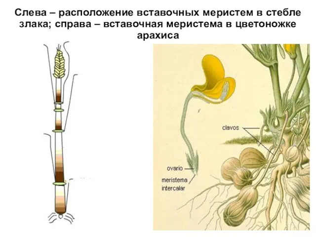 Слева – расположение вставочных меристем в стебле злака; справа – вставочная меристема в цветоножке арахиса