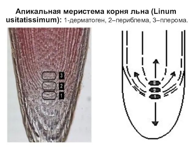 Апикальная меристема корня льна (Linum usitatissimum): 1-дерматоген, 2–периблема, 3–плерома.