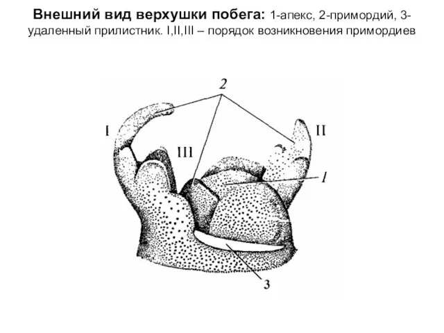 Внешний вид верхушки побега: 1-апекс, 2-примордий, 3-удаленный прилистник. I,II,III – порядок возникновения примордиев