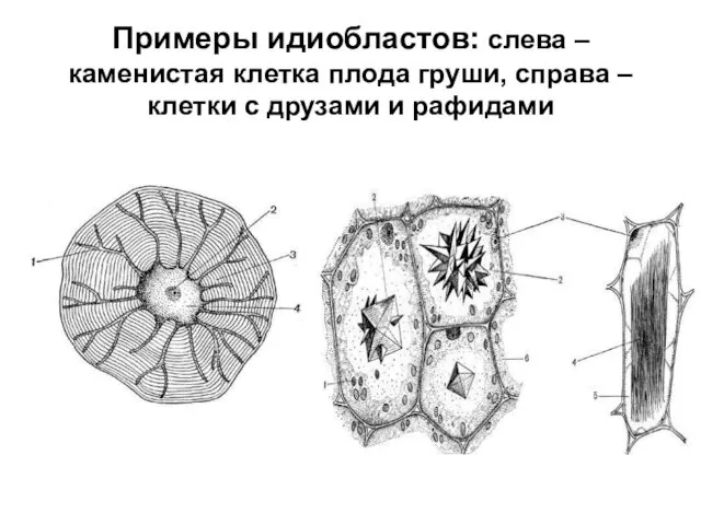 Примеры идиобластов: слева – каменистая клетка плода груши, справа – клетки с друзами и рафидами