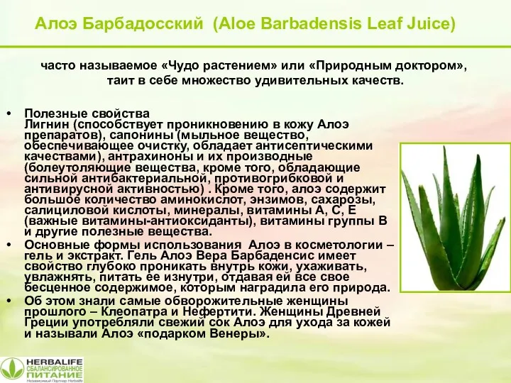 Алоэ Барбадосский (Aloe Barbadensis Leaf Juice) часто называемое «Чудо растением» или «Природным доктором»,