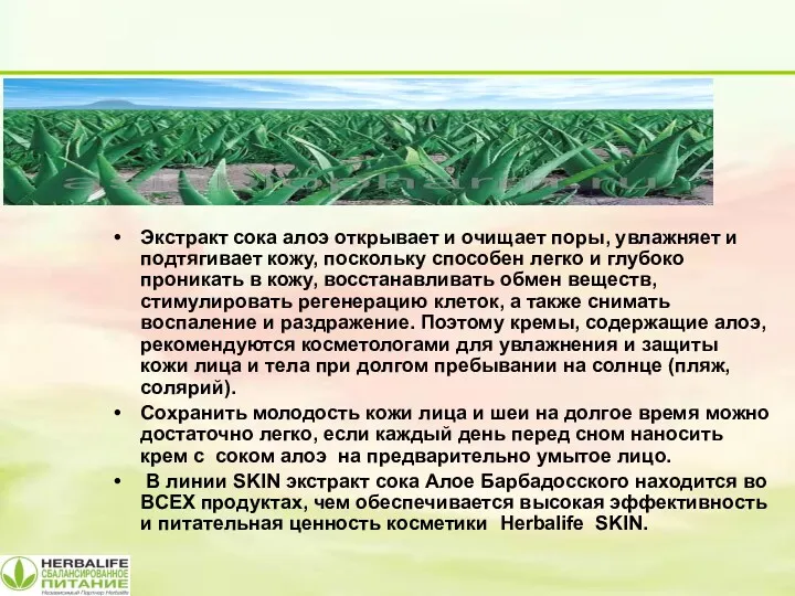 Экстракт сока алоэ открывает и очищает поры, увлажняет и подтягивает кожу, поскольку способен