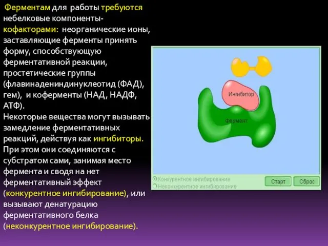 Ферментам для работы требуются небелковые компоненты- кофакторами: неорганические ионы, заставляющие