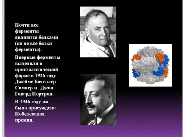 Почти все ферменты являются белками (но не все белки ферменты).