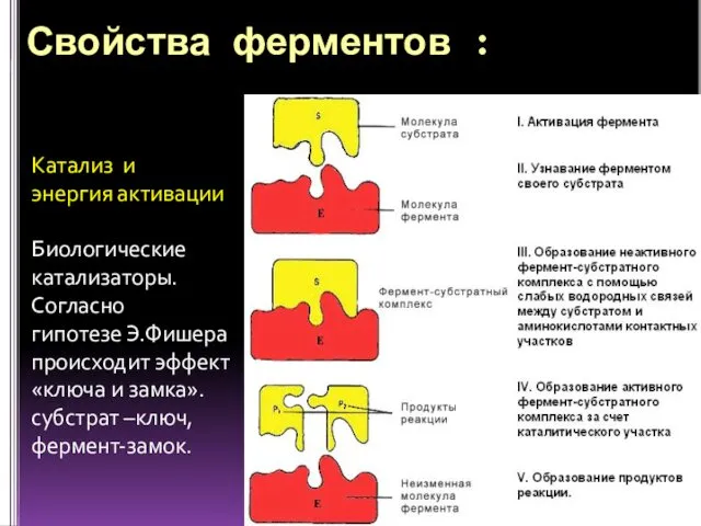 Свойства ферментов : Катализ и энергия активации Биологические катализаторы. Согласно