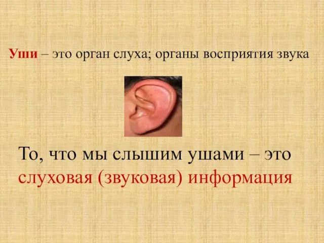 Уши – это орган слуха; органы восприятия звука То, что мы слышим ушами
