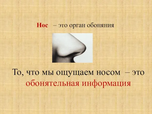 Нос – это орган обоняния То, что мы ощущаем носом – это обонятельная информация