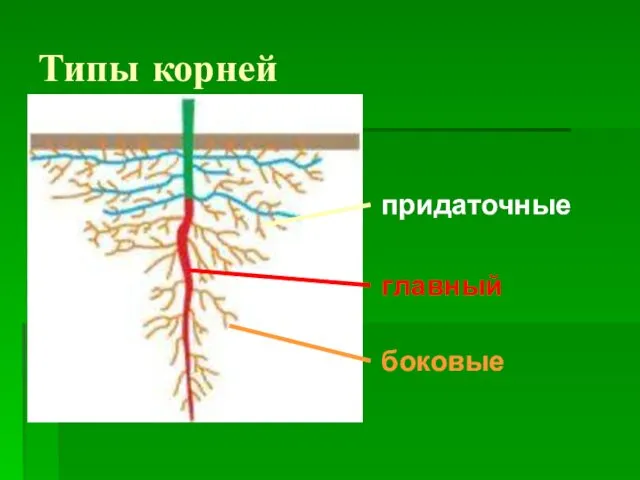 Типы корней