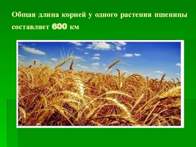 Общая длина корней у одного растения пшеницы составляет 600 км